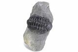 Detailed Austerops Trilobite - Ofaten, Morocco #359609-2